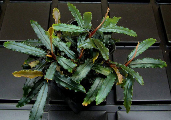 Буцефаландра грязная (Bucephalandra sordidula). Фото: С. Бодягин