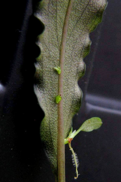 The leaf-buds on the leaf’s central vein of the hybrid B. sordidula × B. spathulifolia. It is important to mention that the leaf doesn’t change its shape after the buds have been appeared on it. Photo: S. Bodyagin.