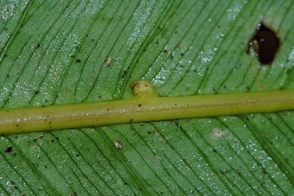 Schismatoglottis bulbifera имеет сходный с B. sordidula тип вегетативного размножения. Листовая почка на центральной жилке листа в начале развития. Фото: П. Бойс