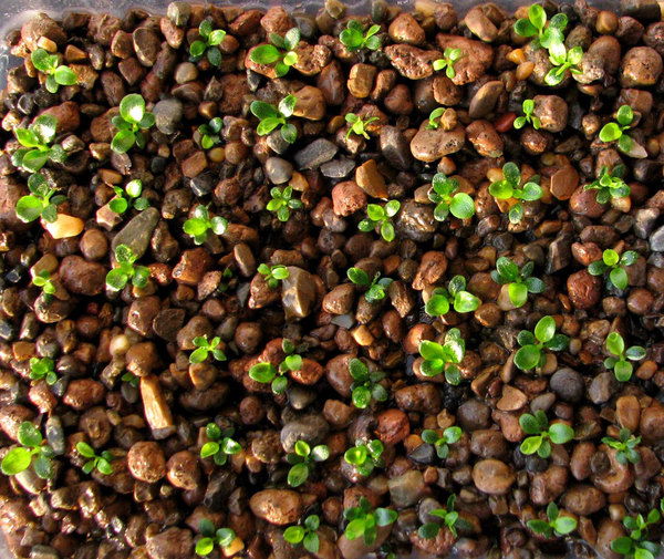 Seedlings (3 months old) of a hybrid B. bogneri x B. spathulifolia on mixture of expanded clay and fine pebbles. Photo: S. Bodyagin.