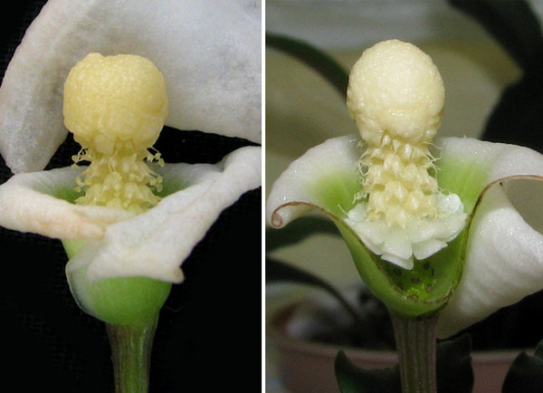 Inflorescence of Bucephalandra spathulifolia (commercial name is B. sp. Tebakang) during the staminate anthesis (second day of blooming). Upper spathe is being shed. The interstice staminodes have reflexed to block entrance of lower spathe. Note that pollen can have the shape of a drop (on the left) or of a fibre (on the right). Photo: S. Bodyagin.