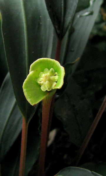 After successful pollination, the male part of the spadix falls off and interstice staminodes become green during several days. Photo: S. Bodyagin.