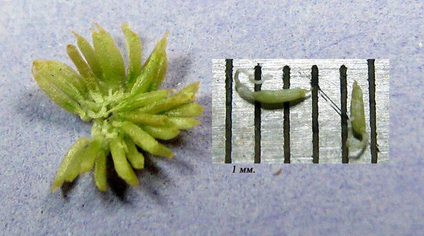 Seeds (24 pieces) of Bucephalandra which were isolated from one berry. Photo: S. Bodyagin.