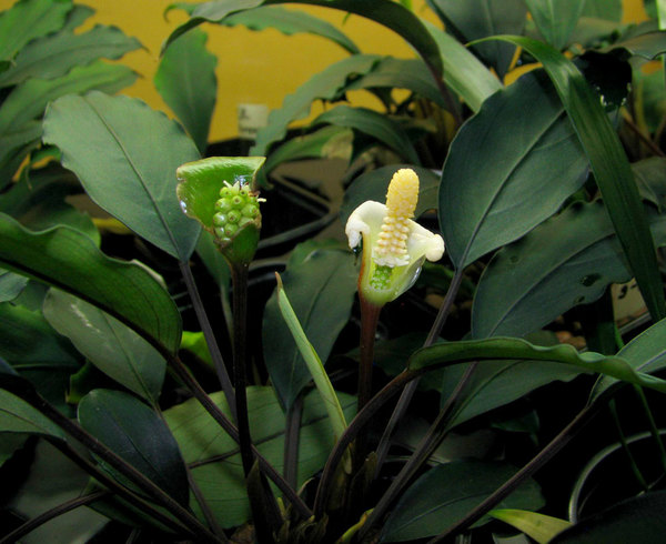 Буцефаландра Богнера (коммерческое наименование B. sp. "Stripes" Tapah) с плодом и соцветием. Автор фото: С. Бодягин