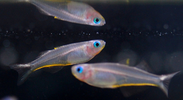 Самки попондетты (Pseudomugil furcatus) невзрачнее самцов. Однако голубой отлив глаз не позволяет их спутать с какими-либо другими рыбами.