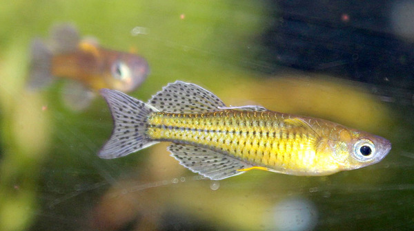 Псевдомугил Гертруды (Pseudomugil gertrudae) - яркая аквариумная рыбка из далеких Австралии и Папуа–Новой Гвинеи