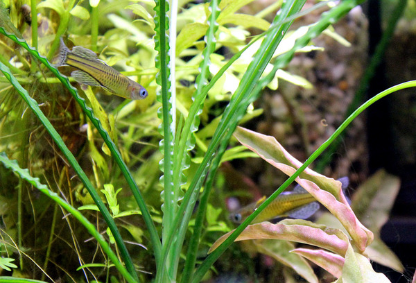 Небольшой аквариум, оформленный живыми растениями, - оптимальный водоем для наблюдения за псевдомугилами Гертруды (Pseudomugil gertrudae)