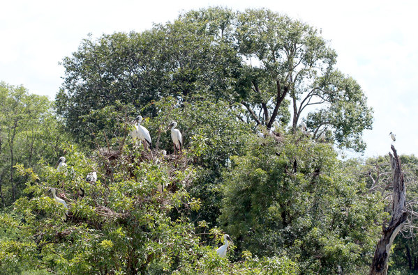 На невысоких деревьях рядом с водоемом можно встретить десятки аистов разинь ( Anastomus oscitans). Wasgamuwa National Park, Sri Lanka