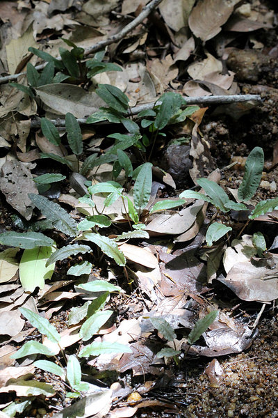 Эмерсная культура криптокорины Вендта (Cryptocoryne wendtii). Wasgamuwa National Park. Sri Lanka