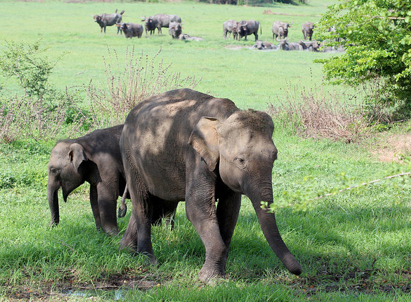 Цейлонские слоны (Elephas maximus maximus). Самка с детенышем. Шри-Ланка
