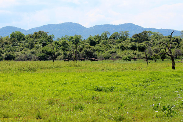 Национальный парк Васгамува (Wasgamuwa National Park) расположен в центральной части острова Шри-Ланка. Его отличает засушливый климат, что приводит к формированию обширных открытых пространств.