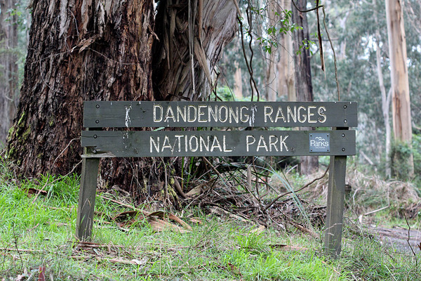 Dandenong Ranges National Park. Национальные парки в Австралии устроены очень просто. Тут нет никаких заборов, вход для всех желающих свободный. Скромная табличка извещает о том, что вы входите на территорию, властвует природа, а не человек.