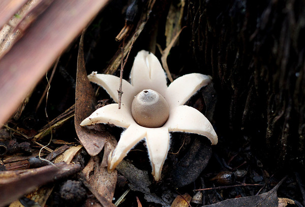 Звездовик (Geastrum sp.). Необычный гриб. При созревании наружняя оболочка плодового тела разрывается и становится похожей на звезду.