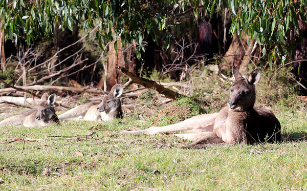 Гигантский кенгуру (Macropus giganteus). Удивительно, что такие крупные животные в Австралии так близко подпускают к себе человека. Кенгуру способны развивать скорость до 64 км/ч и могли бы избегать встреч с человеком, однако они этого не делают.