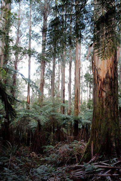 Эвкалиптовые леса юга Австралии представляют собой совершенно иной мир.