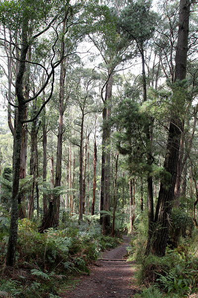 Welch Track, Dandenong Ranges National Park. Основу леса в этом национальном парке составляет Эвкалипт царственный (Eucalyptus regnans).