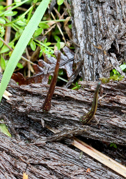 Сухопутные пиявки дождевого леса (Haemadipsa sp.) активны на юге Австралии даже в зимний период года. Вытянувшись по струнке, они стоят на влажном мху или трухлявой древесине в ожидании своей жертвы.