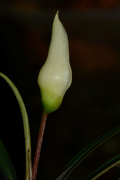 Цветение буцефаландры нитевидной (Bucephalandra filiformis) в культуре. Период созревания женских цветков