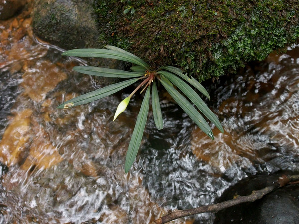 Лист у буцефаландры нитевидной (Bucephalandra filiformis) узкий (4-6 мм). Центральная жилка ярко выражена.  Голотип (AR 4915)