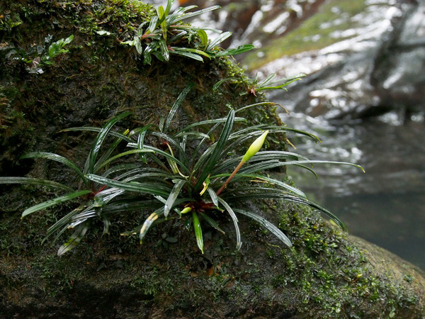 Буцефаландра нитевидная (Bucephalandra filiformis) - 30-й валидный вид в роду Буцефаландра (Bucephalandra). Фотография сделана в природе (Malaysian Borneo, Sarawak, Limbang, Lawas, Maligan Range,  Air Terjun Payeh Maga)