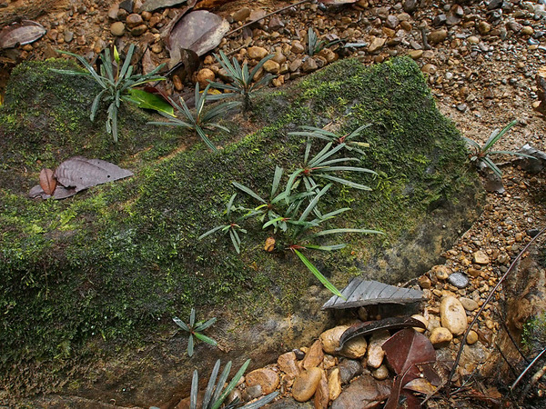 Буцефаландра нитевидная (Bucephalandra filiformis) в природе селится преимущественно на базальтовых камнях выше уровня воды.
