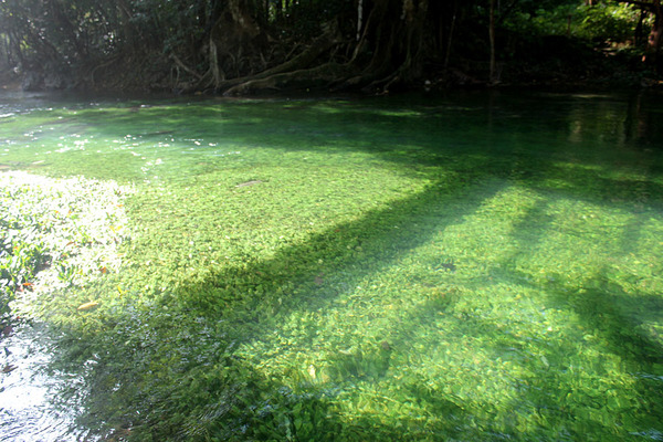 Река в окрестностях филиппинского города Себу, где растет типовая популяция схизматоглоттиса Прието.