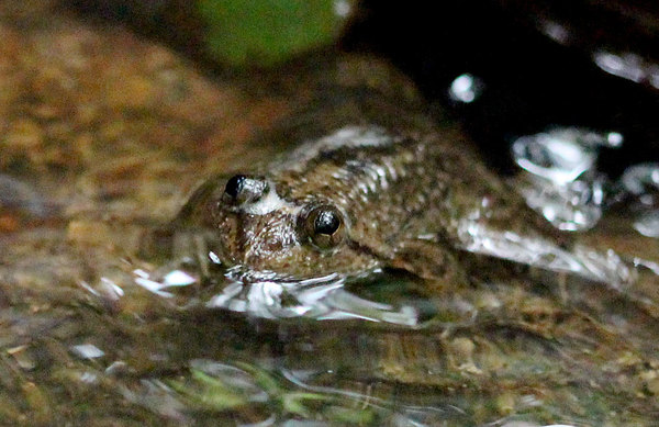 Цейлонская лягушка (Lankanectes corrugatus) большую часть жизни проводит в воде.