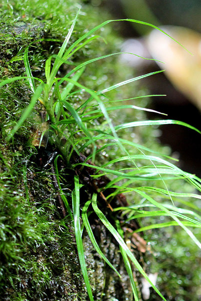 Некрупные фрейсинетии (Freycinetia sp.) являются отличительной чертой всех азиатских тропических регионов.