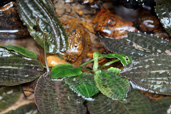 Красно-зеленая окраска листьев криптокорины Твейтса (Cryptocoryne thwaitesii) напоминает алюмосиликатный минерал – турмалин, залежами которого богата Шри-Ланка.