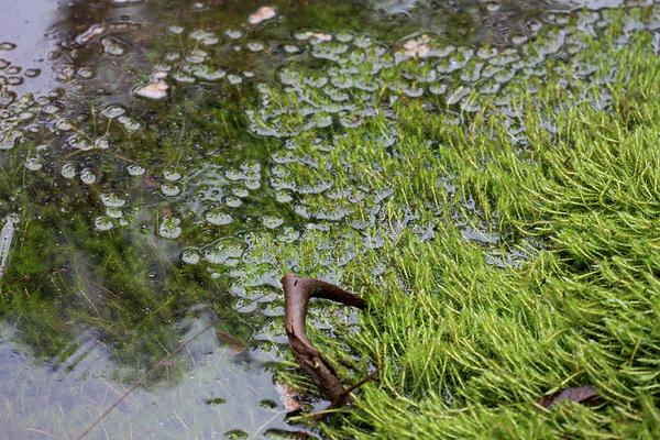 В плаунах (Lycopodium sp.) я не силен, поэтому даже не уверен, что представленное на фотографии растение все время растет в воде, возможно, оно там оказалось лишь в результате повышения уровня воды из-за продолжительных осадков.