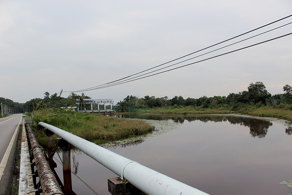 Sungai Gambul - приток реки Sedili Besar. Течение размеренное. В некоторых местах у бегов можно видеть отдельные небольшие кустики кувшинок (Nymphaea).