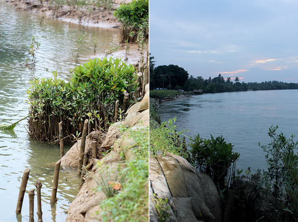 Берега реки Sedili Besar обвалованы мешками с землей, но не смотря на это вмешательство человека, отдельные группы мангров смогли обосноваться на мелководье. Присутствие этих растений здесь вполне закономерно, поскольку уже через 2.5 км ниже по течению река впадает в Южно-Китайское море. 