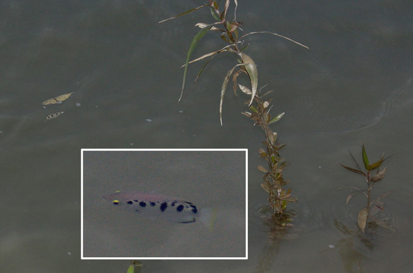 Пятнистые брызгуны (Toxotes chatareus). Разрозненные рыбки плавали у поверхности воды, перемещаясь с большой скоростью, что затрудняло их фотографирование в условиях наступающих сумерек.