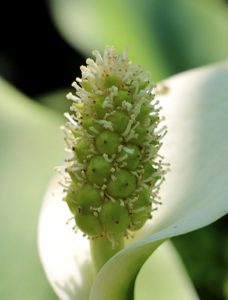 Соцветие Белокрыльника болотного (Calla palustris) в стадии созревания пыльцы (Male anthesis). Пестики к этому времени уже были опылены и начался процесс роста ягод.