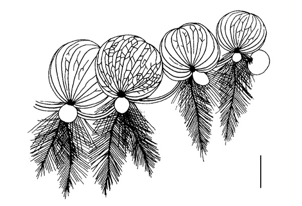 Рисунок реконструированных по останкам группы из четырех растений вымершего много миллионов лет назад Лимнобиофиллума (Limnobiophyllum sp).
