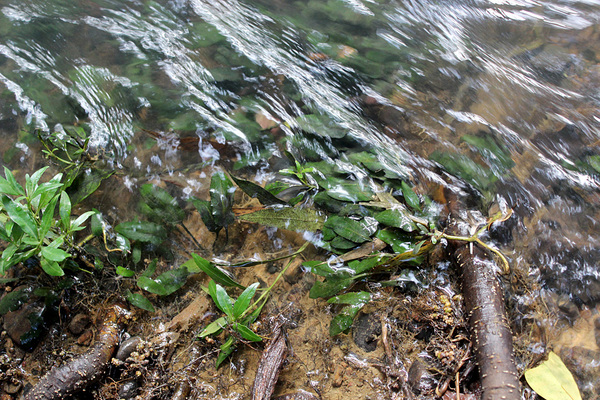 Криптокорина карликовая (Cryptocoryne pygmaea) в природе. Растение было найдено под берегом в корнях деревьев. Danat bridge, Palawan, Philippines.