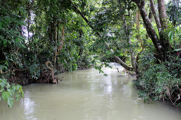 Небольшая речка на севере острова Палаван - одно из мест обитания криптокорины карликовой (Cryptocoryne pygmaea). Накануне, всю ночь шел дождь, поэтому вода в реке мутная.