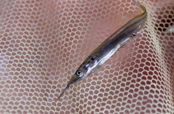 Мелкие дермогенисы (Dermogenys sp.) также присутствуют почти во всех реках региона. Из-за небольших видовых различий, до вида рыбку определить затруднительно.