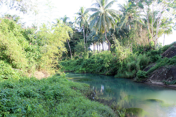 Открытые участки рек изобилуют как водной, так и прибрежной флорой. В данном случае в русле реки доминирует Лимнофила сидячецветковая (Limnophila sessiliflora). Langeb-Langeban bridge.
