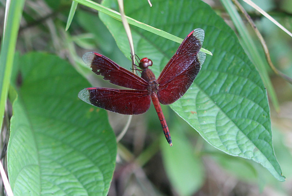 Красная стрекоза (Neurothemis fluctuans) - знакомое еще по поездкам на Борнео насекомое. Вид широко распространен по всей Юго-Восточной Азии.