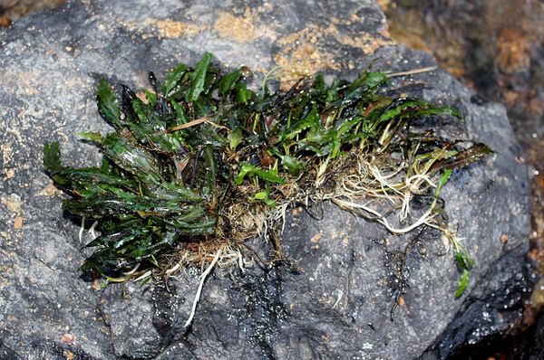 Куртина криптокорины карликовой (Cryptocoryne pygmea). Растение удерживается в каменистом грунте лишь за счет плотного корневого переплетения множества экземпляров.