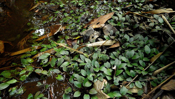 Криптокорина Эрвина (Cryptocoryne erwinii) в природе. Это растение отличается красивым соцветием необычной формы. Данный вид обитает в природе лишь в одном месте, расположенном в предгорье  Schwaner mountains в индонезийской части острова Калимантан.