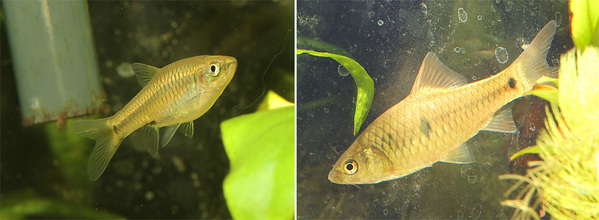 Rasbora taytayensis и Barbodes binotatus в аквариуме. Последний растет ни по дням, а по часам. После переезда с Филиппин, он быстро освоился и в моменты кормления совершенно не считается со старожилами аквариума, выхватывая у них еду.