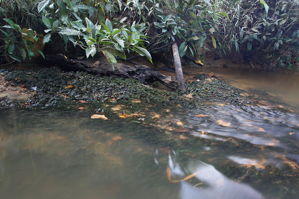 Криптокорина пузырчатая (Cryptocoryne bullosa) в реке Burui. Saratok, Kalimantan.