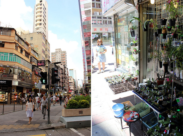 Торговые улицы в Гонконге располагаются практически в центре города. Огромные небоскребы величественно возвышаются над морем из мелких магазинчиков и лавочек. На цветочной улице тут можно встретить, как обыденные фаленопсисы, так и редкие коллекционные экземпляры орхидей.