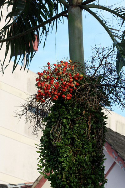 Плоды рождественской пальмы (Adonidia merrillii). Родиной этой пальмы являются филиппинские острова, однако она активно используется в качестве декоративных насаждений в тропических регионах всего мира.