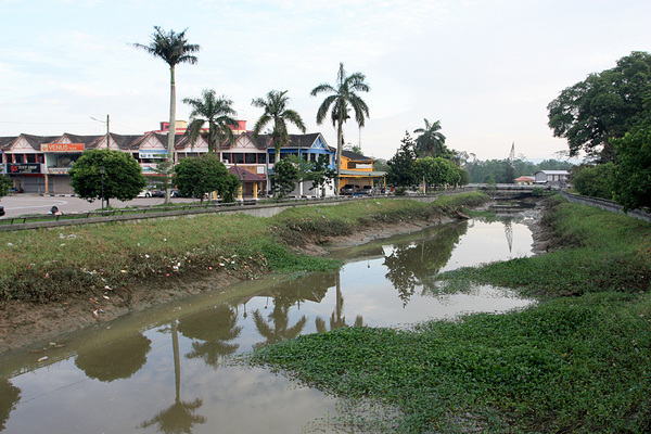 Река Sungai Bang недалеко от слияния с одной из главных водных артерий Малайзии - рекой Sungai Johor. Течение медленное. Илистые берега поросли эйхорнией (Eichhornia crassipes).