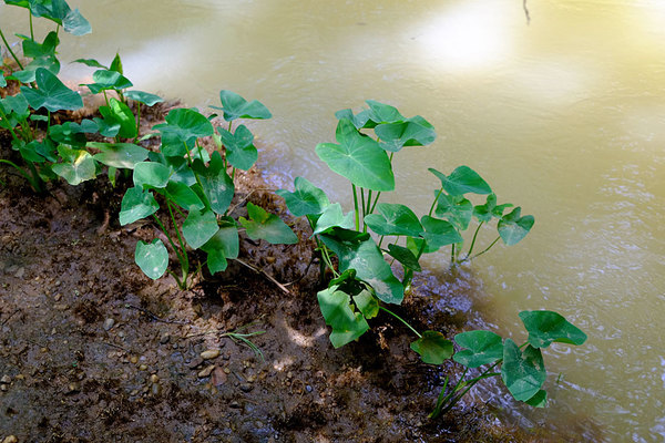 Инвазивные околоводные растения: колоказия съедобная (Colocasia esculenta)…