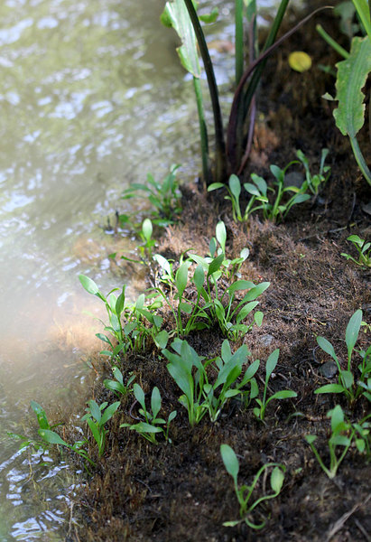 Криптокорина маленькая (Cryptocoryne parva) селится ближе к кромке воды. Ручей у плотины Рантембе – одно из немногих мест обитания этого исчезающего вида.