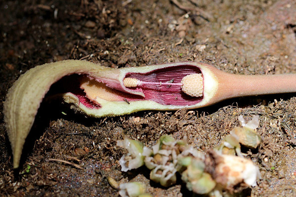 Соцветие лагенандры пропущенной с препарированной внутренней камерой (сверху) и семена из распавшегося плода (снизу). 